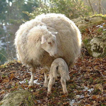 בית כפרי El Mirador De Ordiales Careses